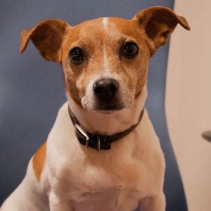 ozzie-1